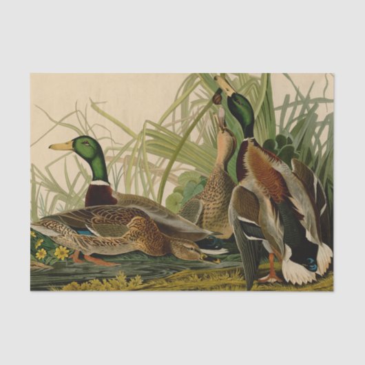 Mallard Duck Audubon Bird Painting Tissuepapier (Voorkant)