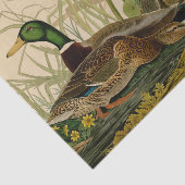 Mallard Duck Audubon Bird Painting Tissuepapier (Detail)