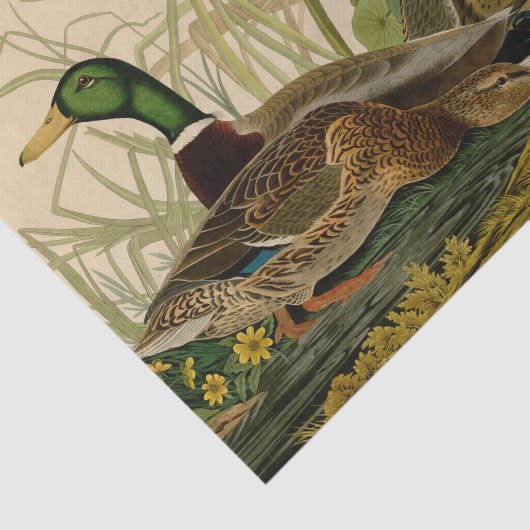 Mallard Duck Audubon Bird Painting Tissuepapier (Detail)