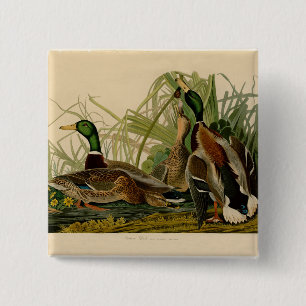 Mallard Duck Audubon Bird Painting Vierkante Button 5,1 Cm