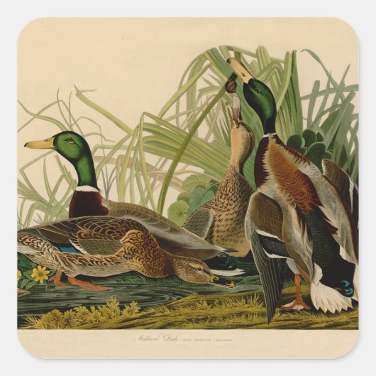 Mallard Duck Audubon Bird Painting Vierkante Sticker (Voorkant)