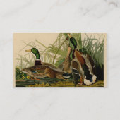 Mallard Duck Audubon Bird Painting Visitekaartje (Achterkant)