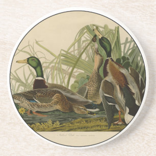 Mallard Duck Audubon Bird Painting Zandsteen Onderzetter