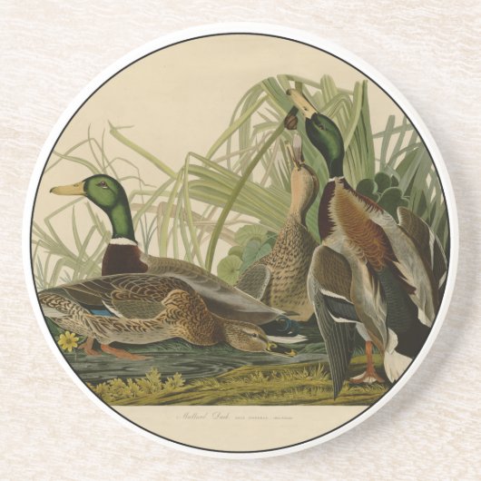 Mallard Duck Audubon Bird Painting Zandsteen Onderzetter (Voorkant)