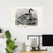 Mallard Duck Bird - Ducks Birds Sjabloon Poster (Thuiskantoor)