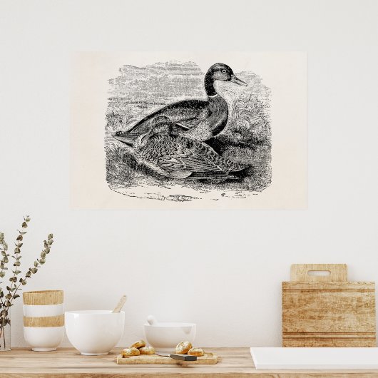  Mallard Duck Bird - Ducks Birds Sjabloon Poster (Keuken)