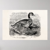  Mallard Duck Bird - Ducks Birds Sjabloon Poster (Voorkant)