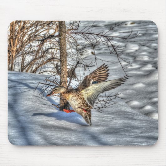 Mallard Duck Birdlover Wildlife Foto Muismat (Voorkant)