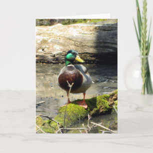 Mallard Duck (Bossen) Wenskaart Kaart