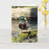 Mallard Duck (Bossen) Wenskaart Kaart (Gele Bloem)