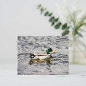 Mallard Duck Briefkaart (Staand voorkant)