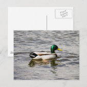 Mallard Duck Briefkaart (Voorkant / Achterkant)