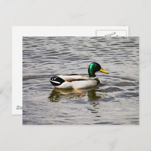 Mallard Duck Briefkaart (Voorkant / Achterkant)