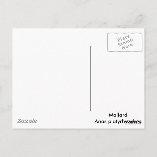 Mallard Duck Briefkaart (Achterkant)