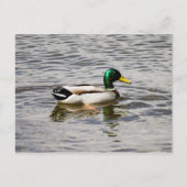Mallard Duck Briefkaart (Voorkant)
