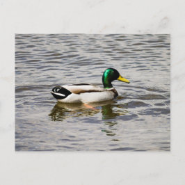 Mallard Duck Briefkaart