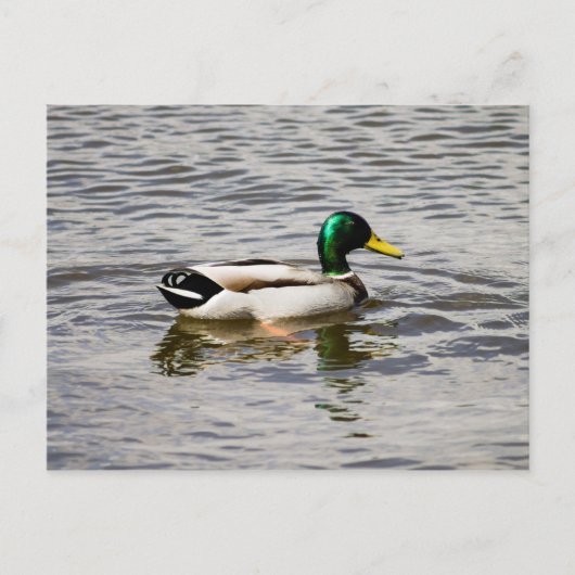 Mallard Duck Briefkaart (Voorkant)