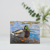Mallard Duck Briefkaart (Staand voorkant)