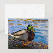 Mallard Duck Briefkaart (Voorkant / Achterkant)