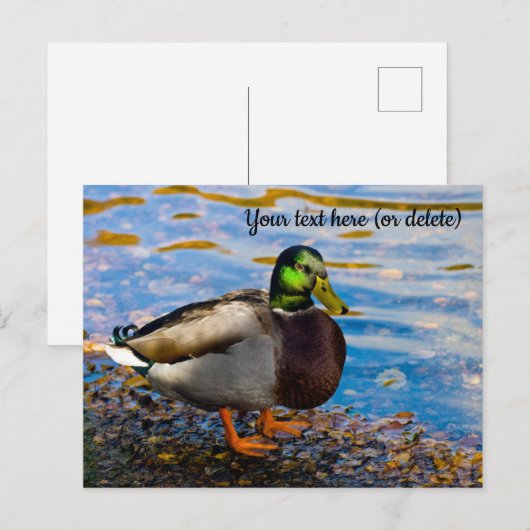 Mallard Duck Briefkaart (Voorkant / Achterkant)