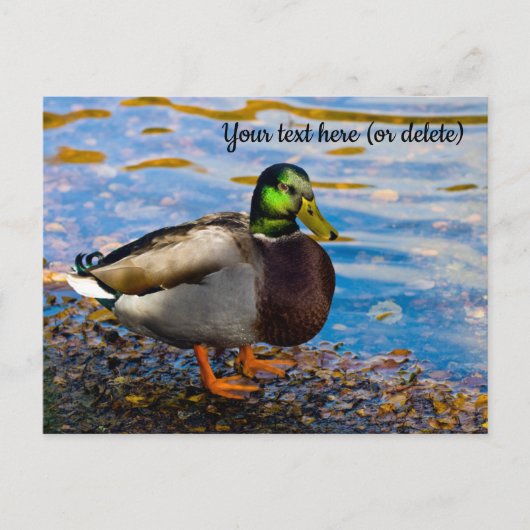 Mallard Duck Briefkaart (Voorkant)