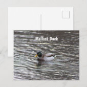 Mallard Duck Briefkaart (Voorkant / Achterkant)