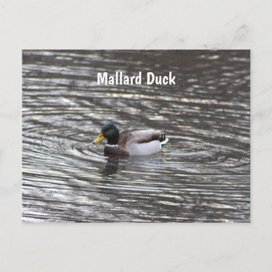 Mallard Duck Briefkaart (Voorkant)