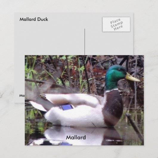 Mallard Duck Briefkaart (Voorkant / Achterkant)
