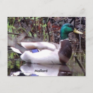 Mallard Duck Briefkaart