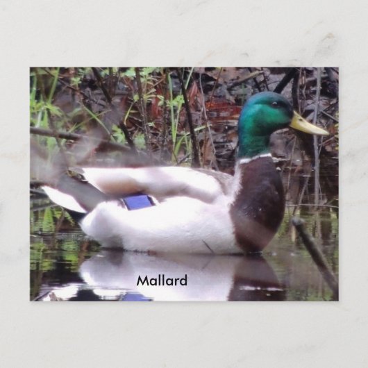 Mallard Duck Briefkaart (Voorkant)