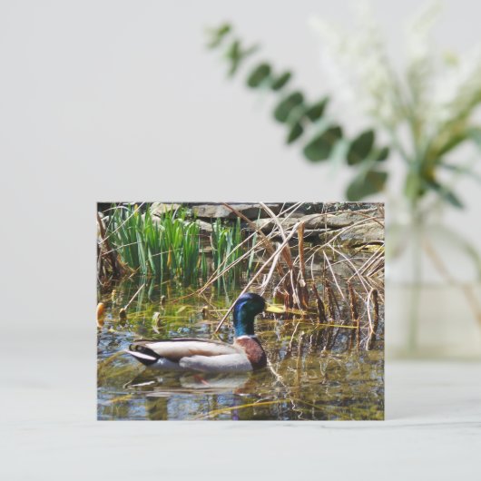 Mallard Duck Briefkaart (Staand voorkant)