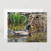 Mallard Duck Briefkaart (Voorkant / Achterkant)