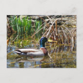 Mallard Duck Briefkaart (Voorkant)