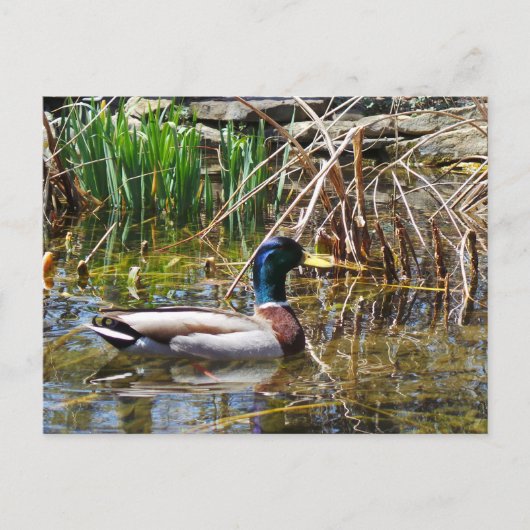 Mallard Duck Briefkaart (Voorkant)