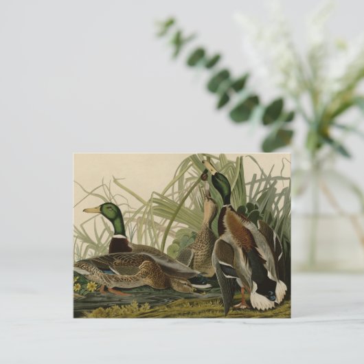 Mallard Duck Briefkaart (Staand voorkant)