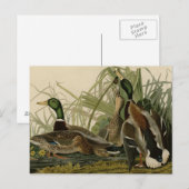 Mallard Duck Briefkaart (Voorkant / Achterkant)