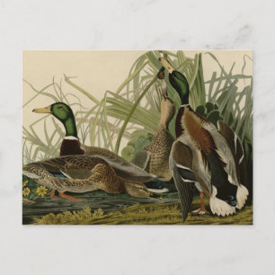 Mallard Duck Briefkaart