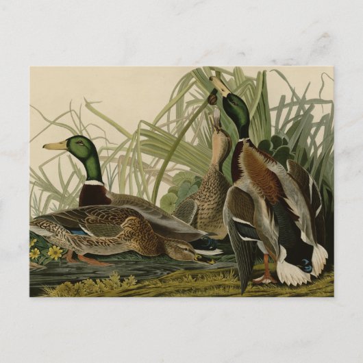 Mallard Duck Briefkaart (Voorkant)