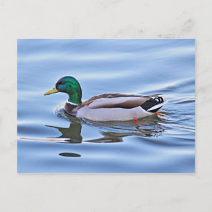 Mallard Duck Briefkaart