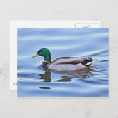 Mallard Duck Briefkaart (Voorkant / Achterkant)
