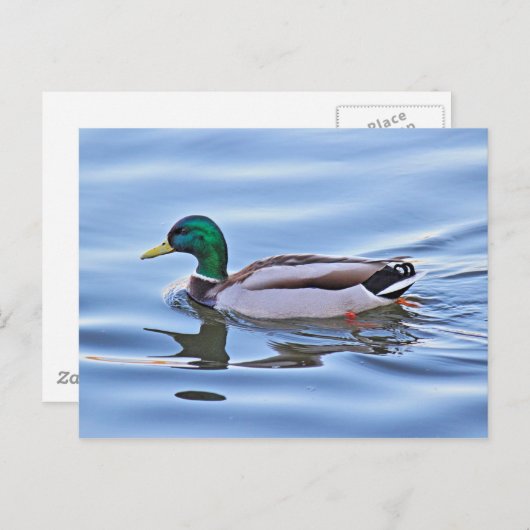Mallard Duck Briefkaart (Voorkant / Achterkant)