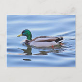 Mallard Duck Briefkaart (Voorkant)