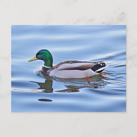 Mallard Duck Briefkaart (Voorkant)