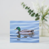 Mallard Duck Briefkaart (Staand voorkant)