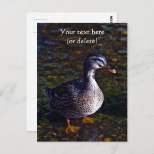 Mallard Duck Briefkaart