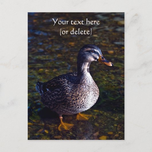 Mallard Duck Briefkaart (Voorkant)