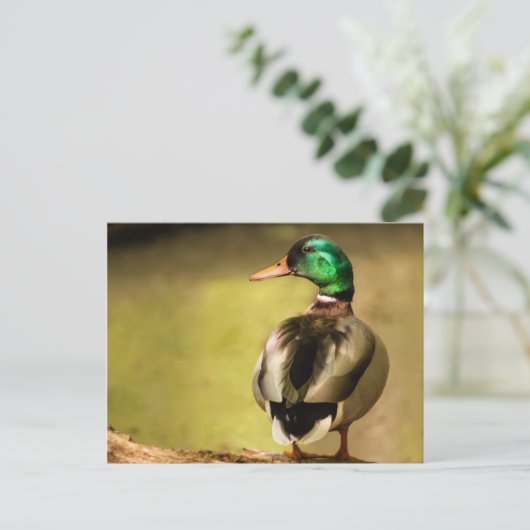 Mallard Duck Briefkaart (Staand voorkant)