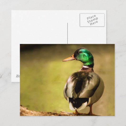 Mallard Duck Briefkaart (Voorkant / Achterkant)
