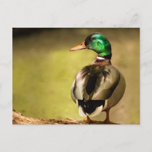 Mallard Duck Briefkaart (Voorkant)