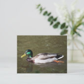 Mallard Duck Briefkaart (Staand voorkant)